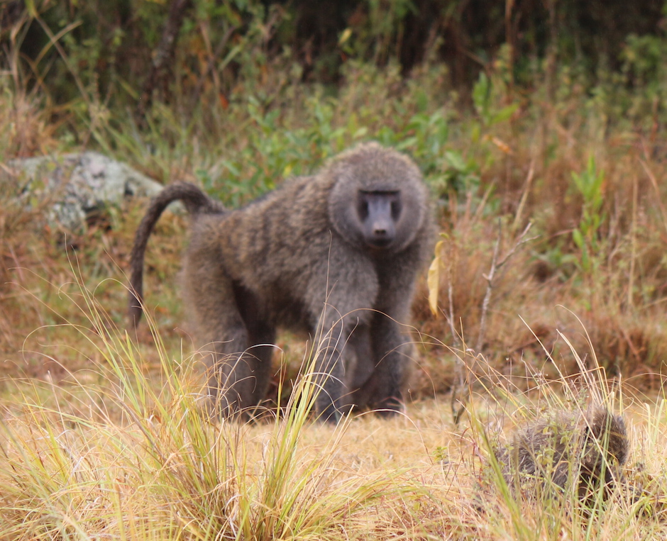 Arusha National Park - Baboon